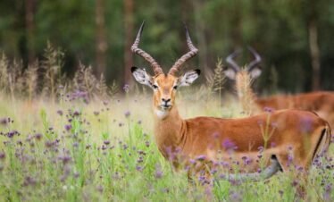 Deer in Sharjah Safari