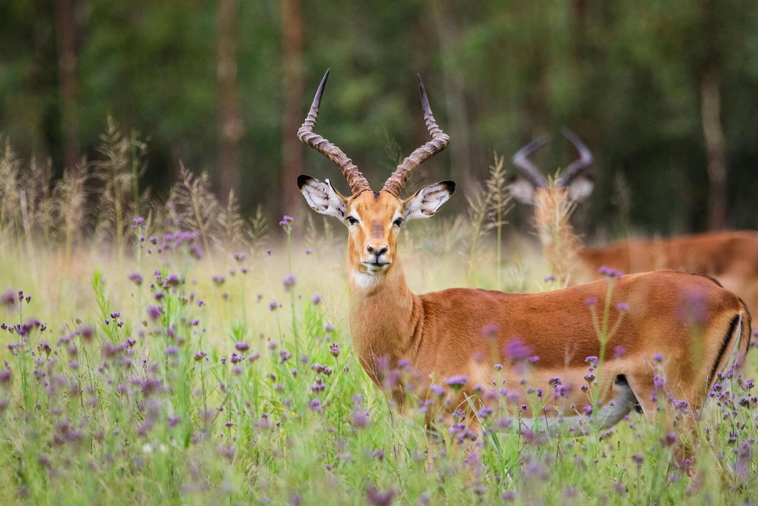 Deer in Sharjah Safari
