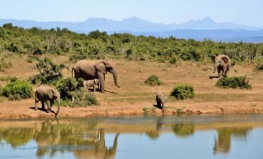 Elephants at Safari