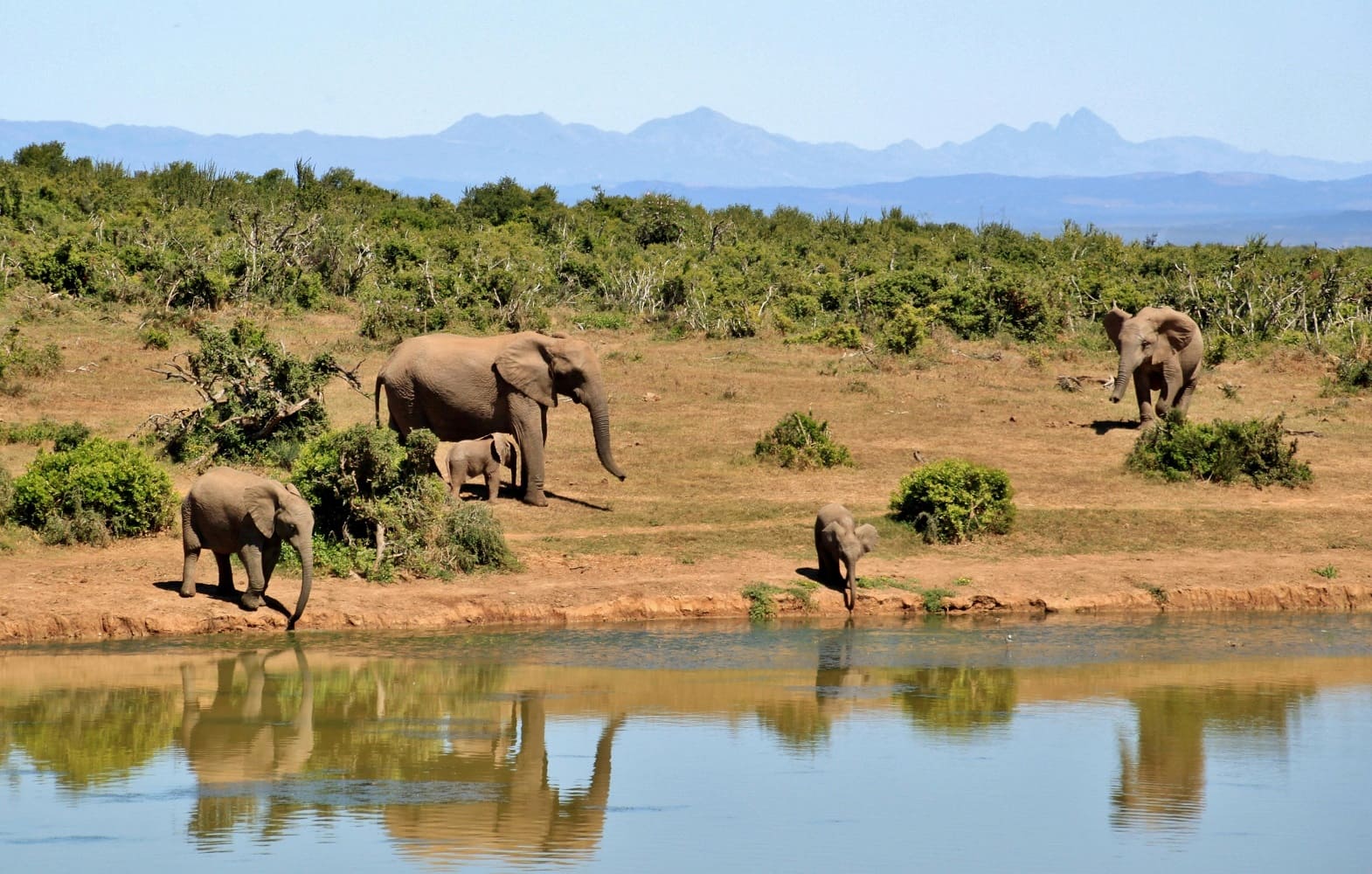 Elephants at Safari