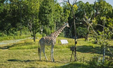 Giraffe in Sharjah safari park