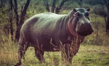Safari Park Hippo