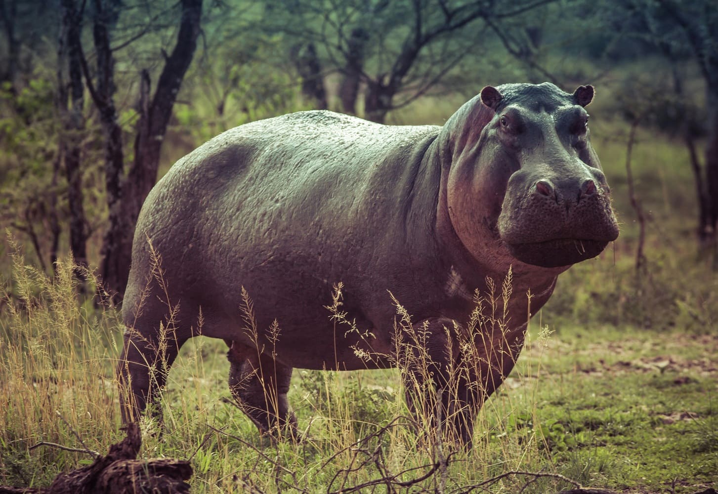 Safari Park Hippo