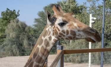 Al Ain Zoo Ticket