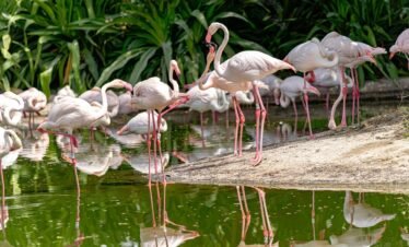 Al Ain Zoo Ticket Price
