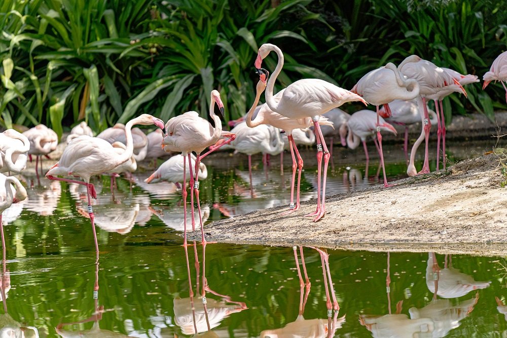 Al Ain Zoo Ticket Price