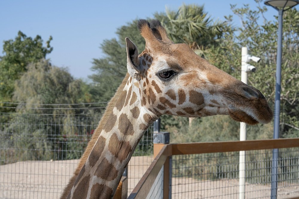 Al Ain Zoo Ticket