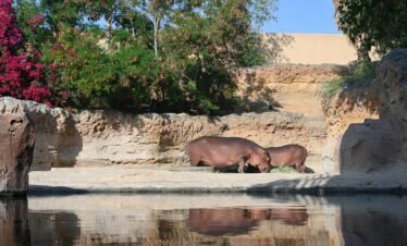 Al Ain Zoo Timings