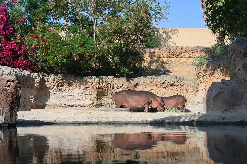 Al Ain Zoo Timings