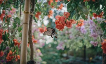 Butterfly Garden Sharjah