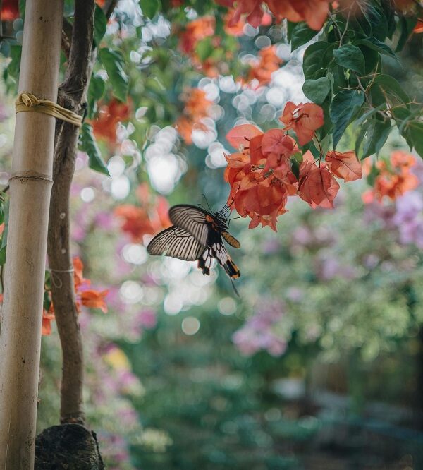 Butterfly Garden Sharjah
