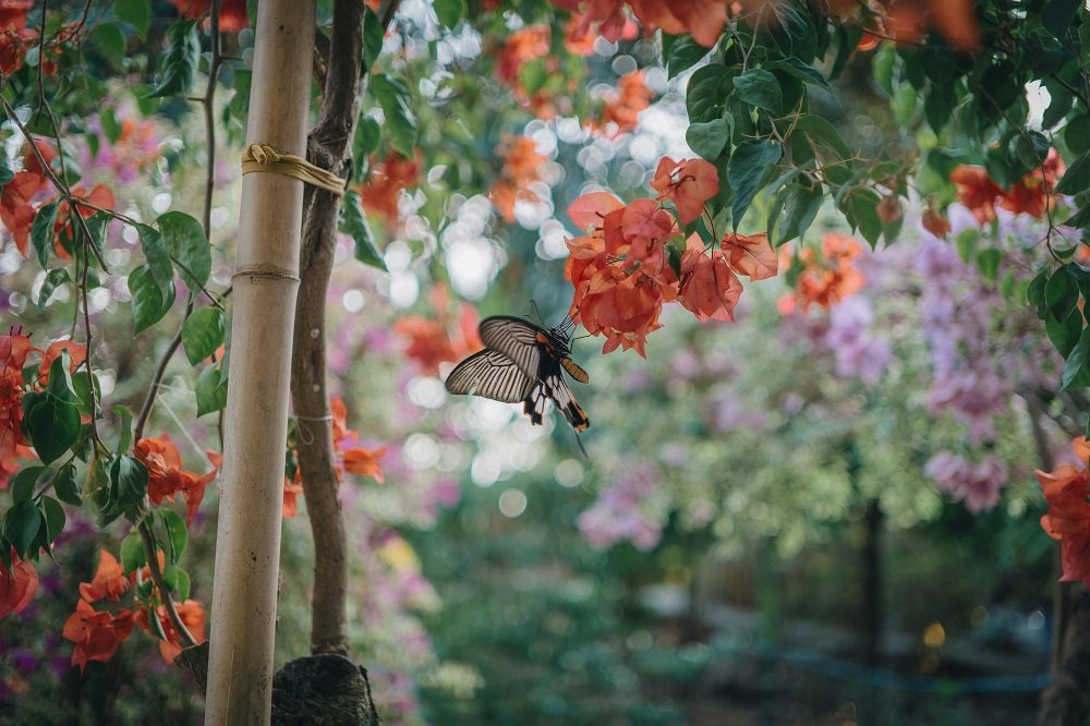 Butterfly Garden Sharjah