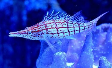 Dubai Mall Aquarium And Underwater Zoo Tickets