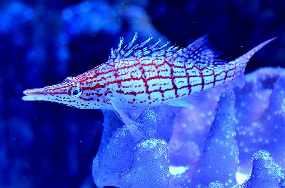 Dubai Mall Aquarium And Underwater Zoo Tickets