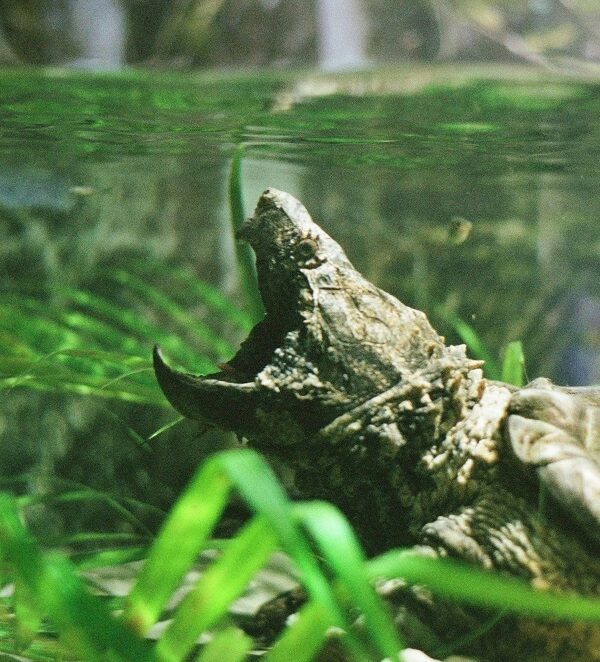 Dubai Crocodile Park