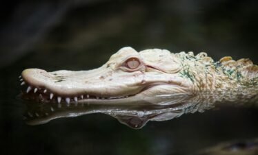 Dubai Crocodile Park Location