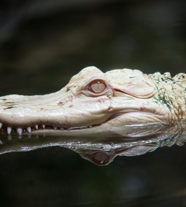 Dubai Crocodile Park Location