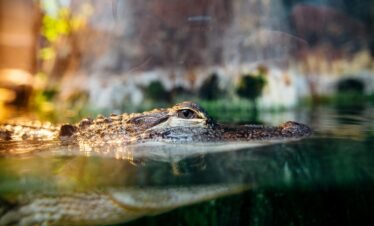Dubai Crocodile Park Tickets