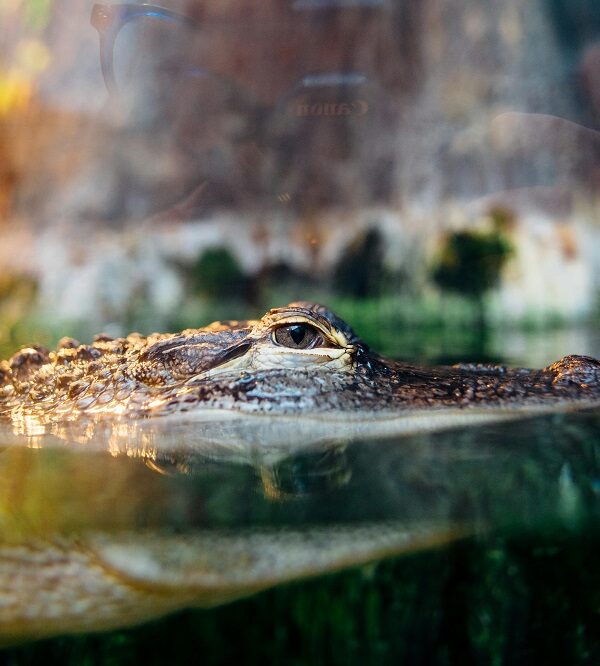 Dubai Crocodile Park Tickets