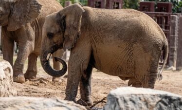Dubai Safari Park Tickets