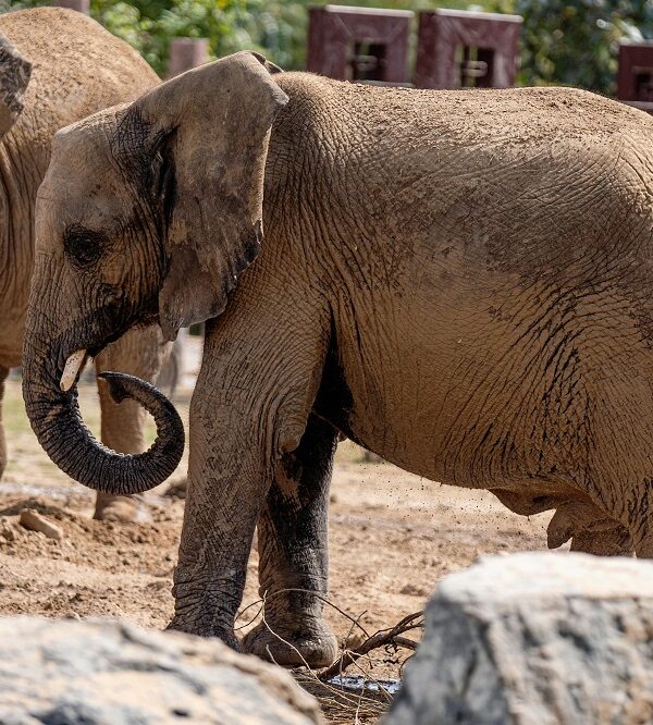 Dubai Safari Park Tickets