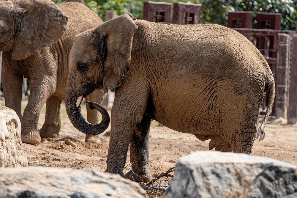 Dubai Safari Park Tickets