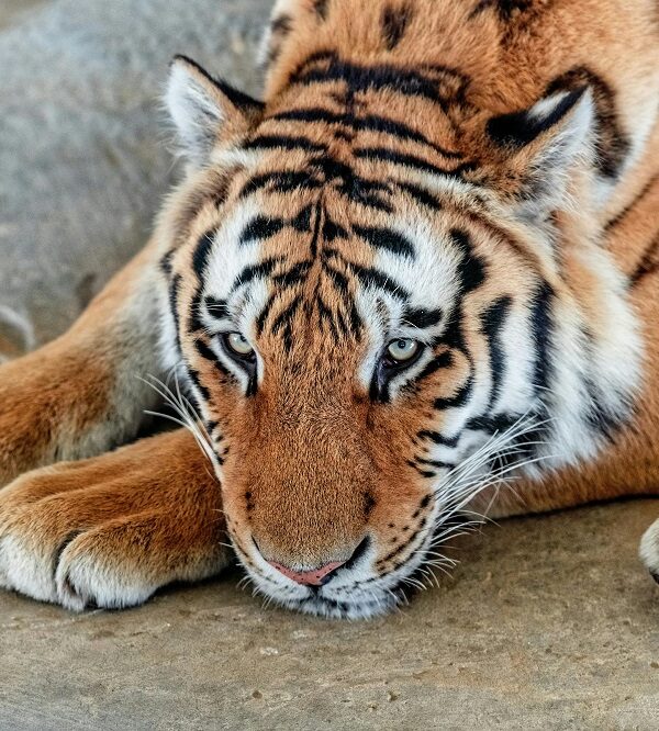 Dubai Safari Park Zoo
