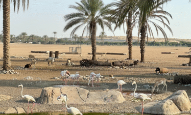 Arabian Wildlife Center (1)