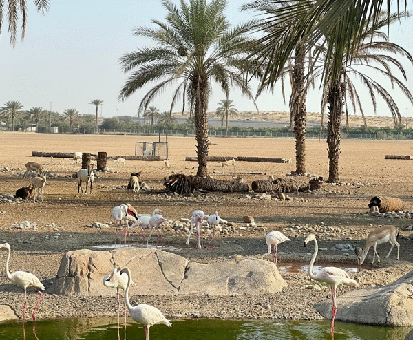 Arabian Wildlife Center (1)