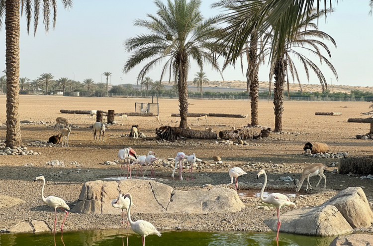 Arabian Wildlife Center (1)