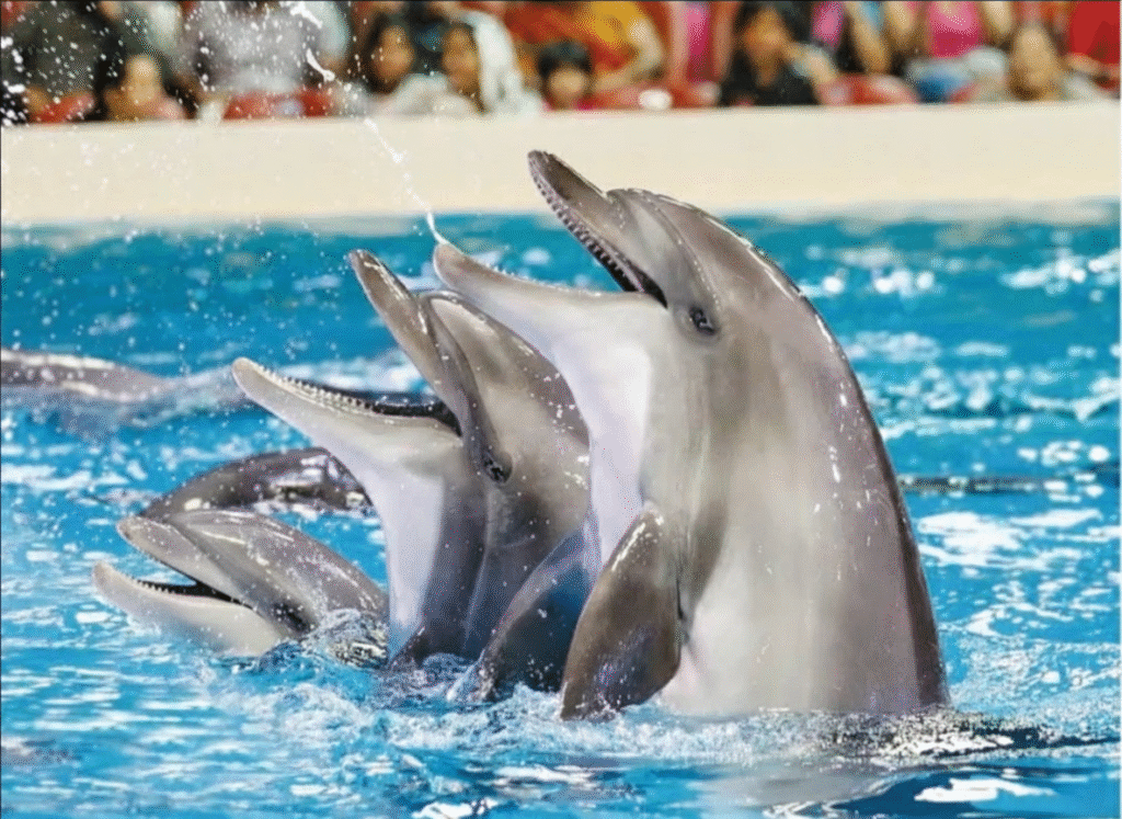 Dubai Dolphinarium Private Tour (2)