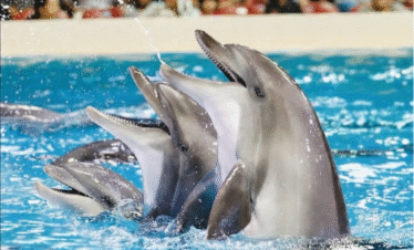 Dubai Dolphinarium Private Tour (2)