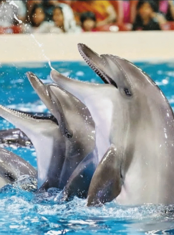 Dubai Dolphinarium Private Tour (2)