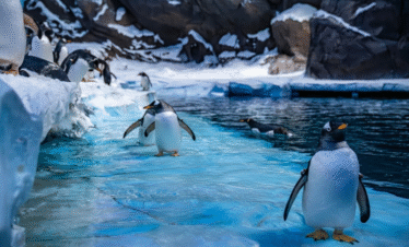 Sea World Abu Dhabi Private Tour