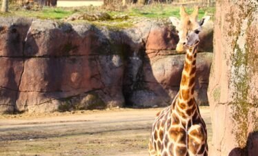 emirates-park-zoo-hotel-abu-dhabi