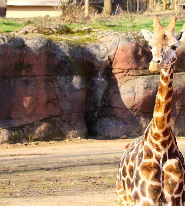 emirates-park-zoo-hotel-abu-dhabi