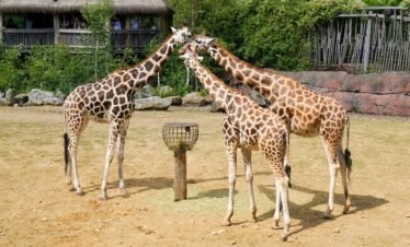 emirates-park-zoo-resort