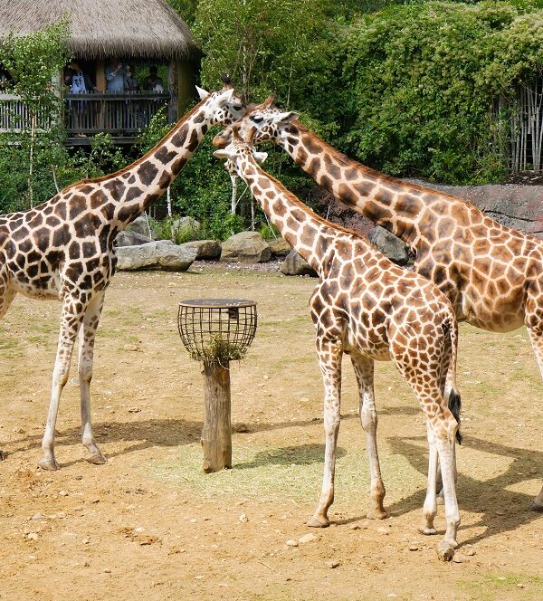 emirates-park-zoo-resort